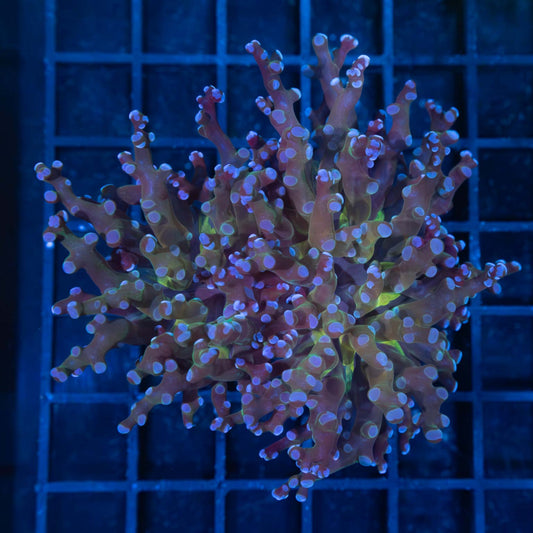 2 Heads Blue Frogspawn Coral