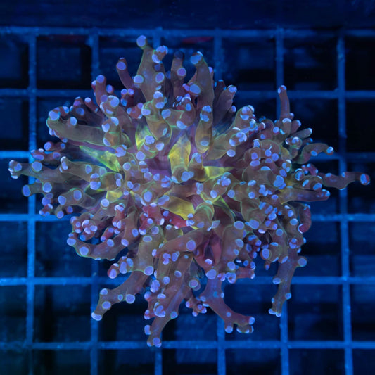 2 Heads Blue Frogspawn Coral