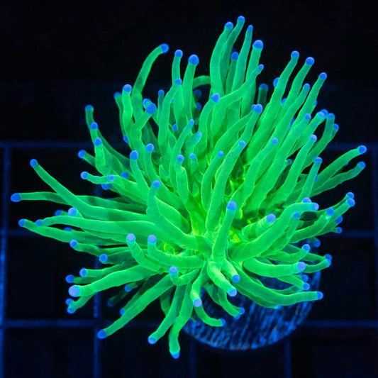 Todd's Type Torch Coral