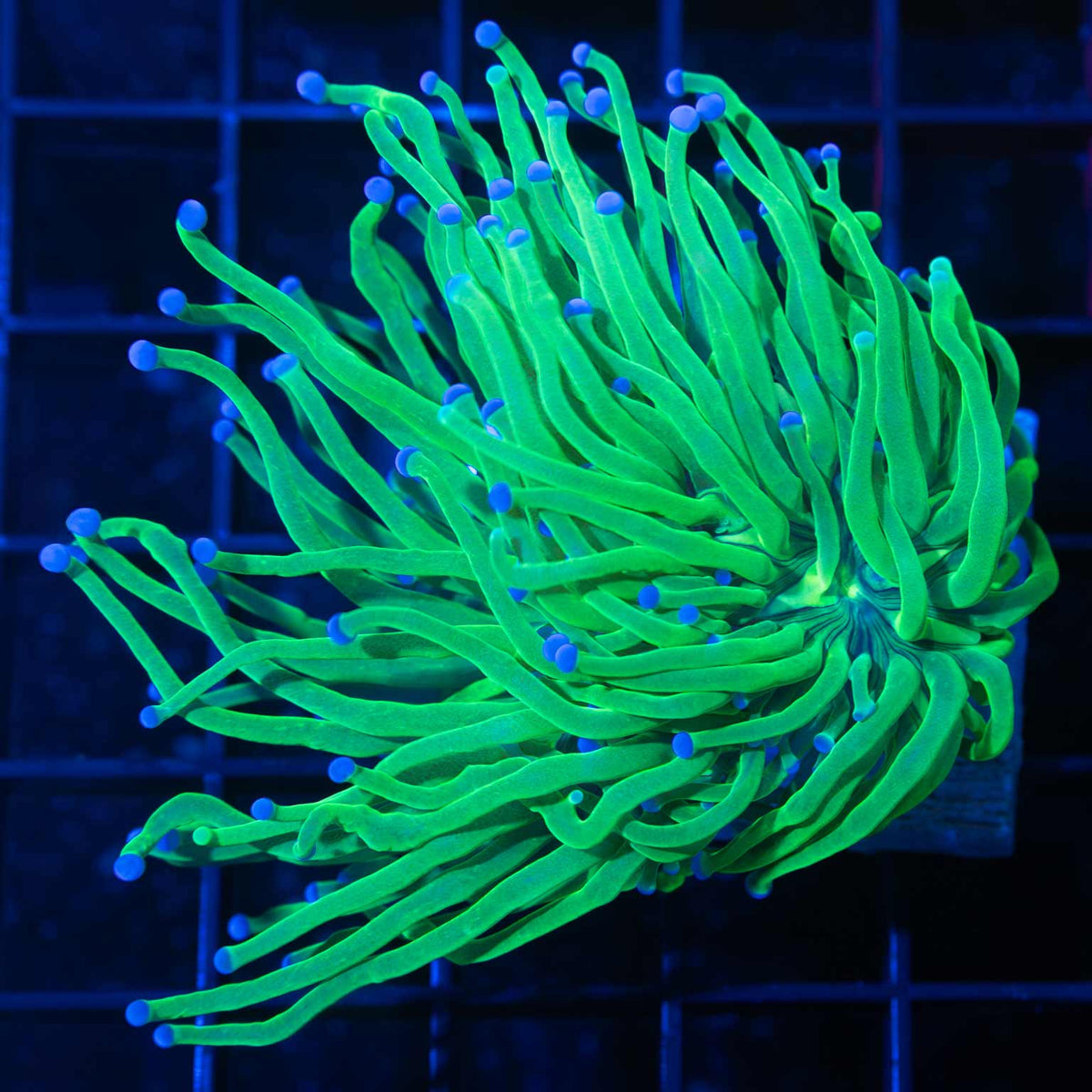 green torch coral blue tips two heads