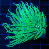 green torch coral blue tips two heads