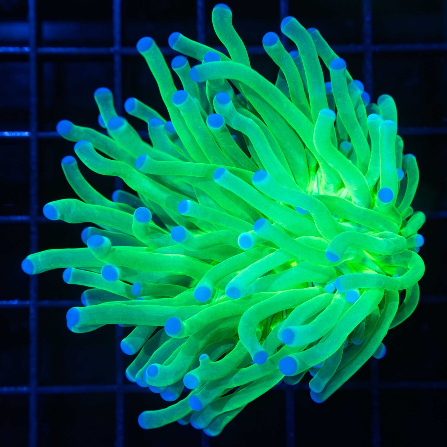 Green Torch Coral