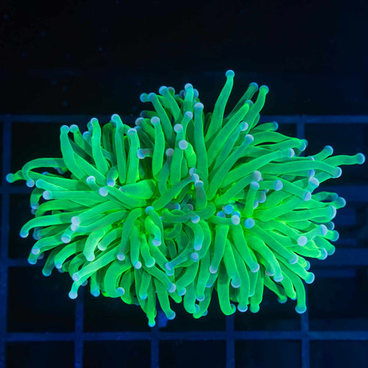 Large Head Neon Green Torch