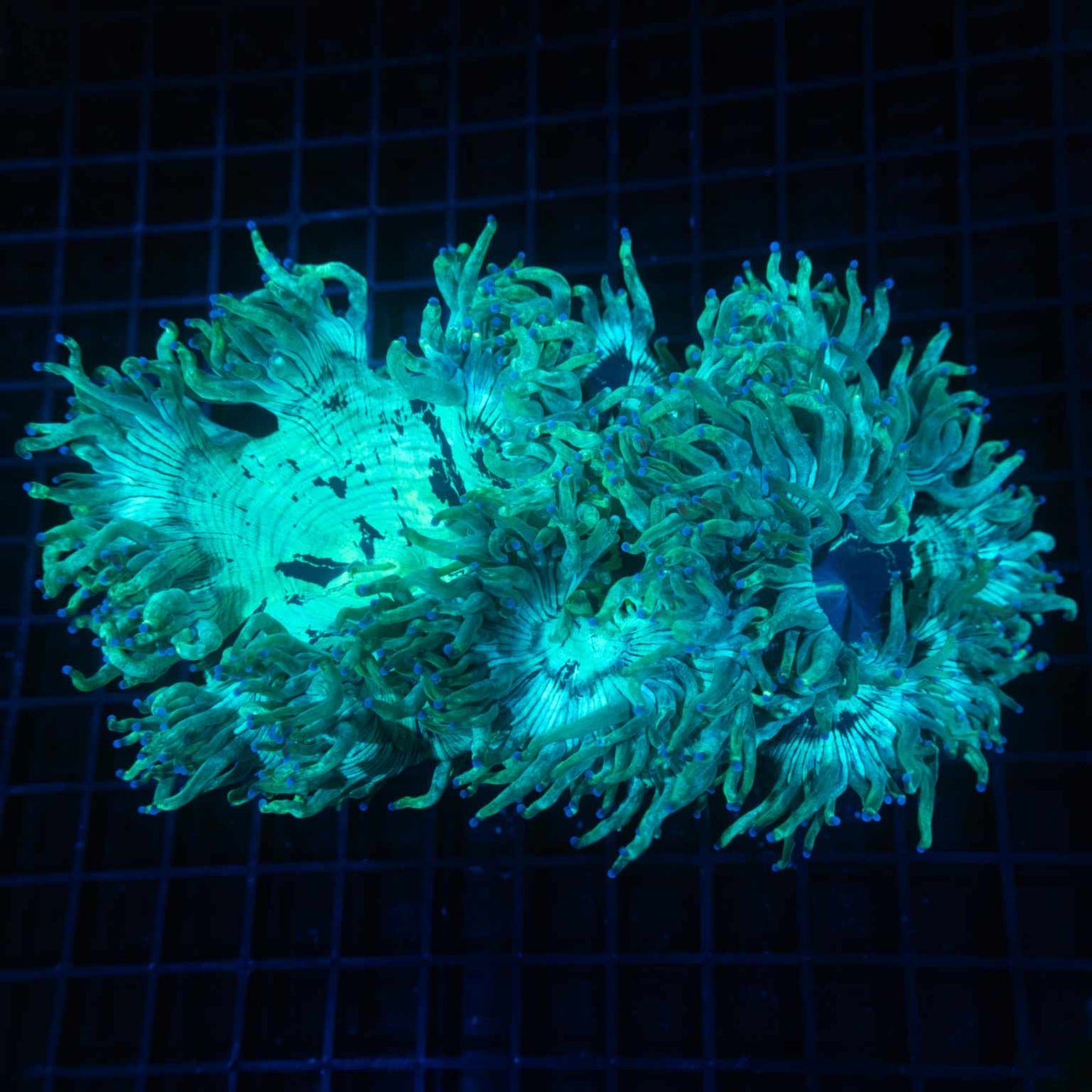 XL Teal Blue Tip Elegance Coral 8"