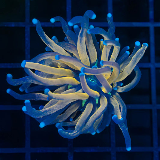 Blue Tip Tiger Torch (Version 2)