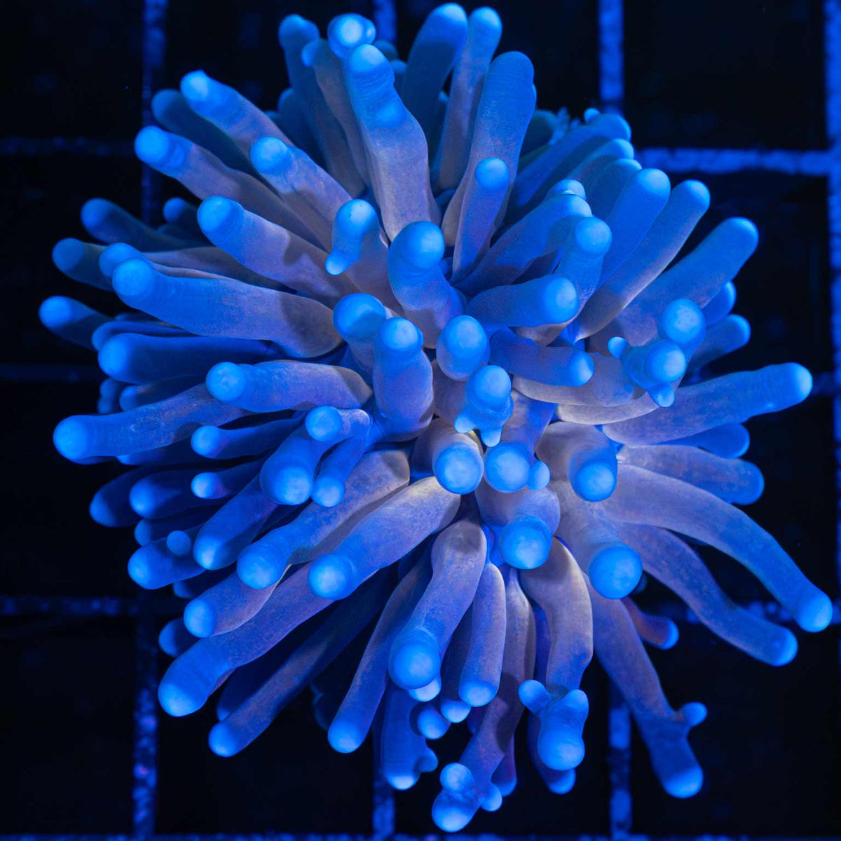 Tiger Torch Coral