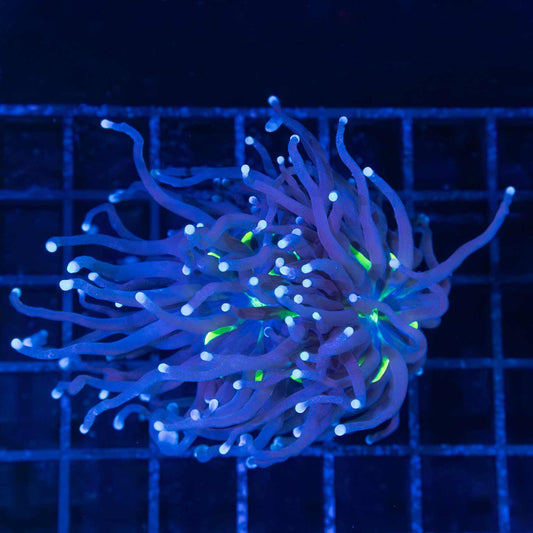 Blue Torch Coral 2 Heads