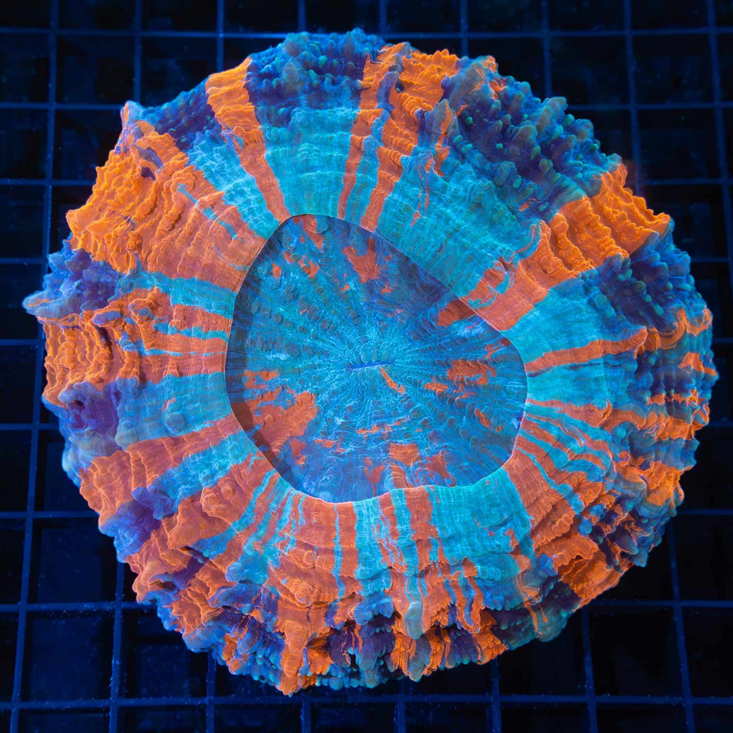UFO Acanthophyllia 5"