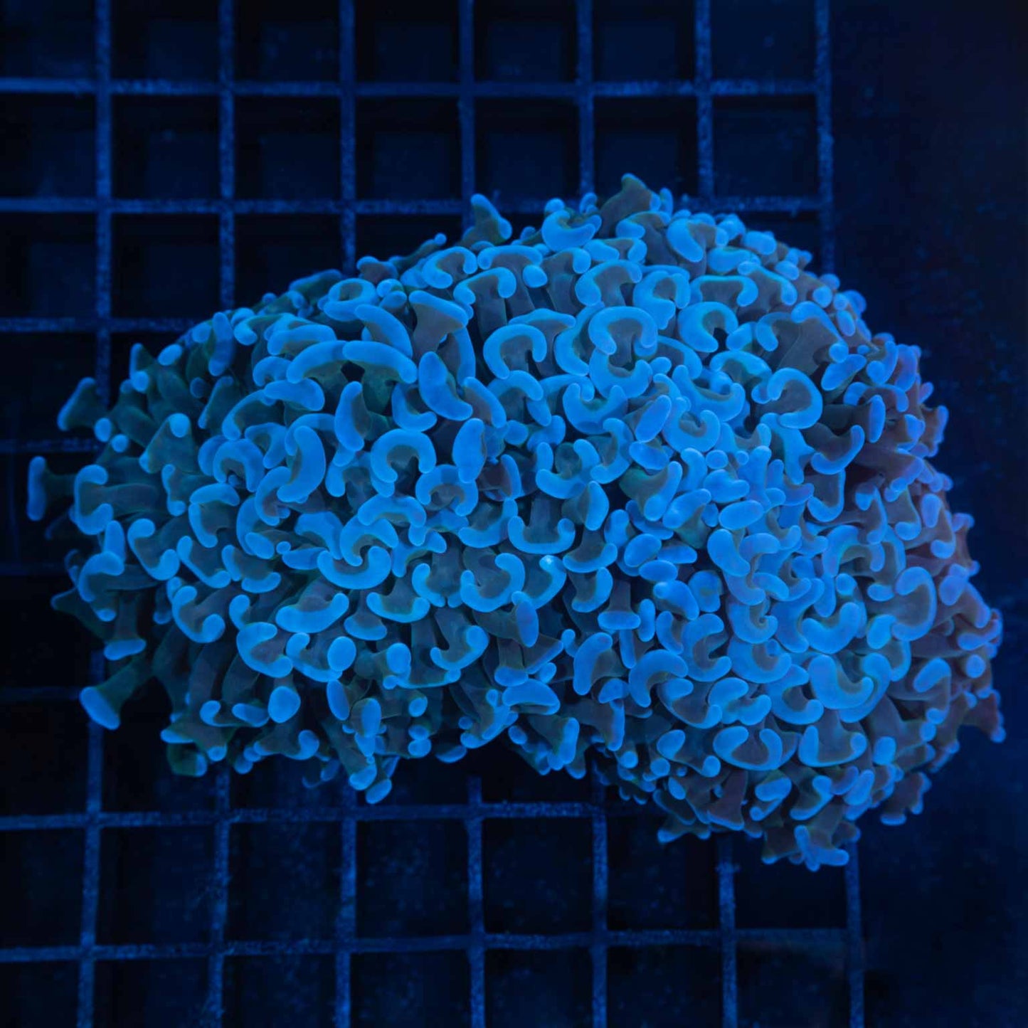 Blue Hammer Coral 5"