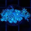Blue yellow eye Goniopora