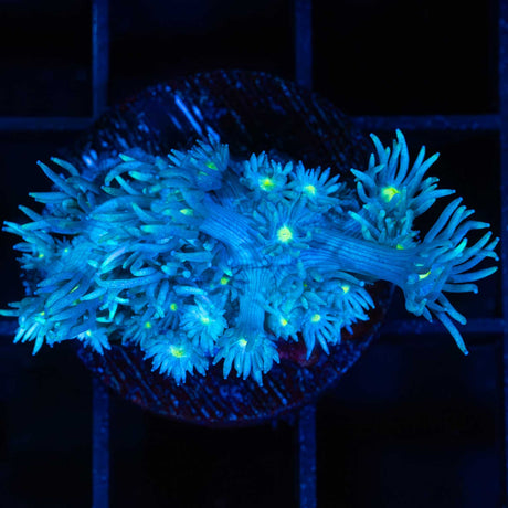 Blue yellow eye Goniopora