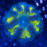 Blue Yellow Green Rock Flower Anemone