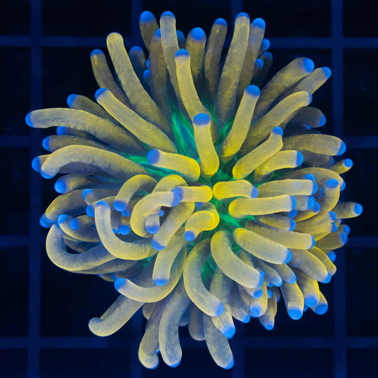 Banana torch coral