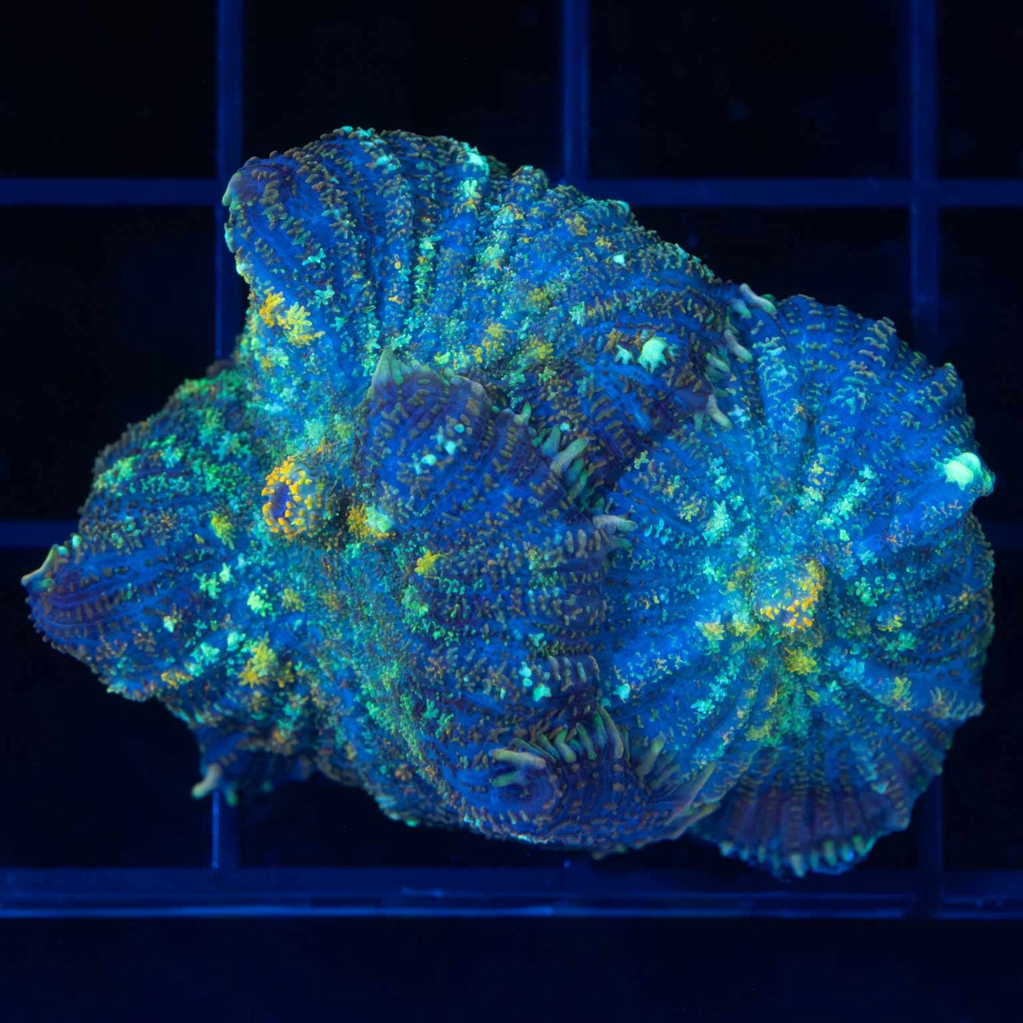 Mushroom Corals (Starting to Bounce)
