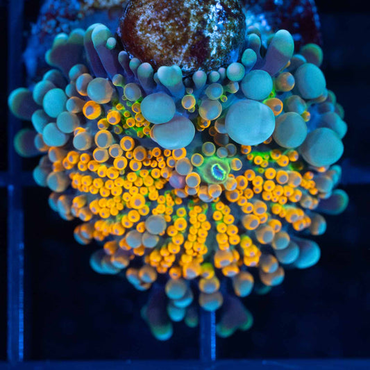 Bounce Yuma Mushroom Coral
