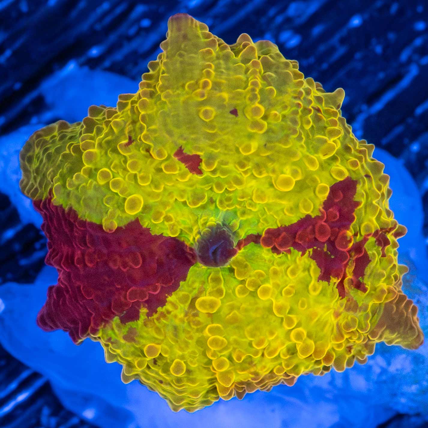 Bowtie Eclectus Mushroom (Bright!)