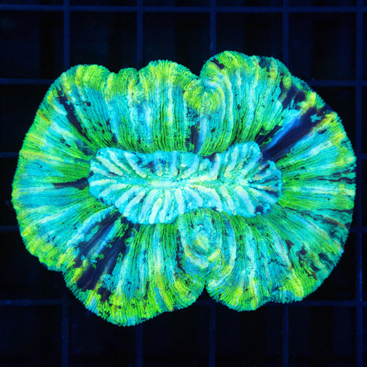 Highlighter Trachyphyllia 3" (Bright!)