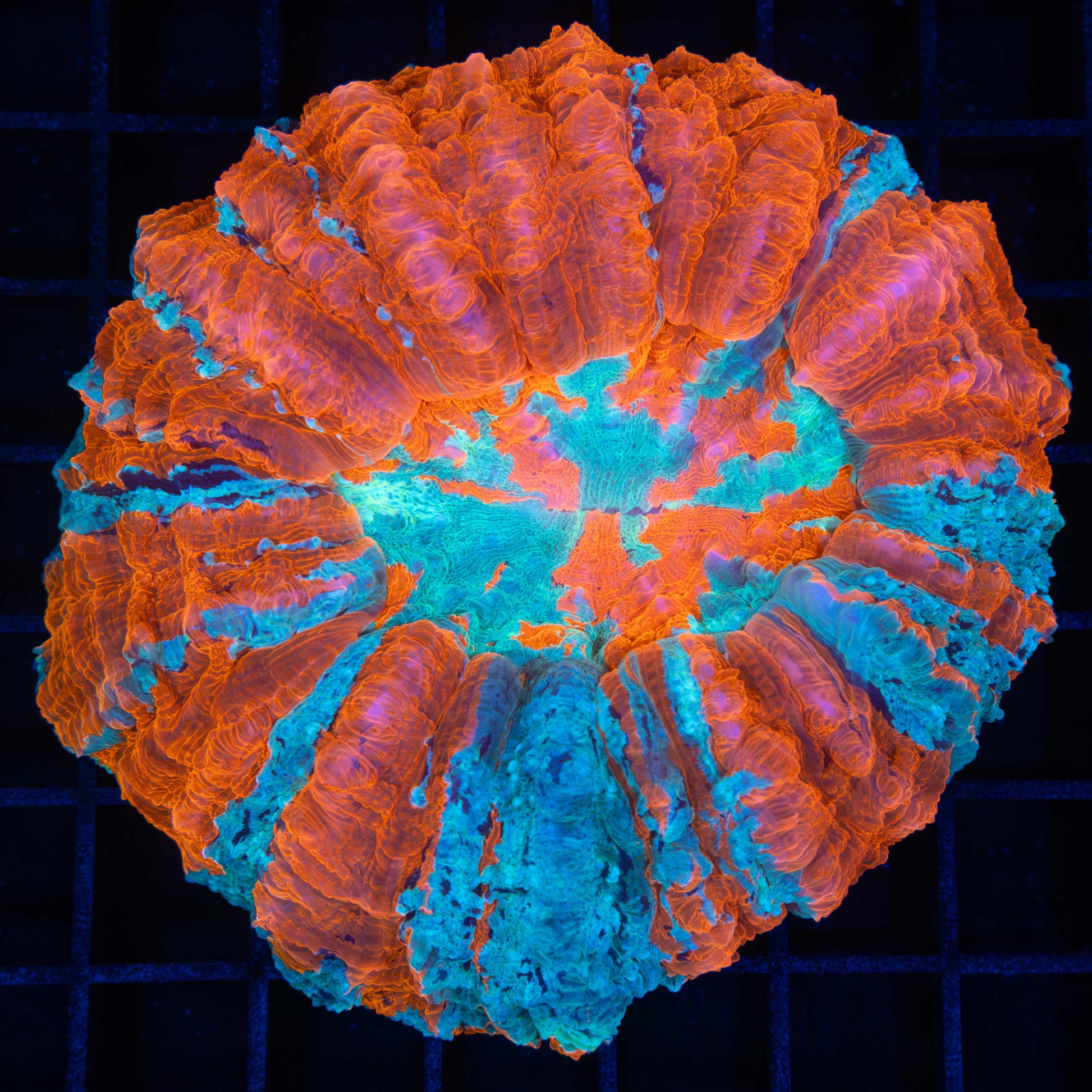 Neon Acanthophyllia
