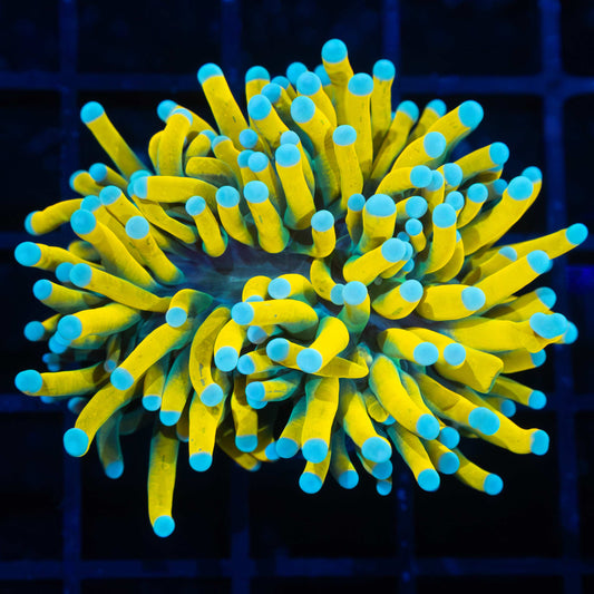 Banana Grail Torch Coral