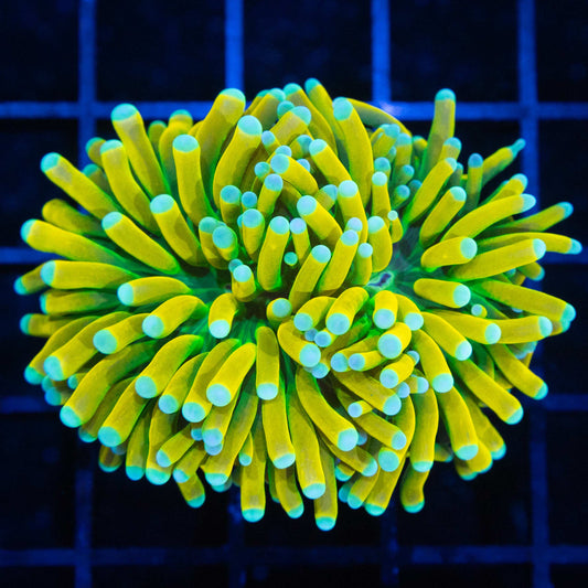 Blue Tip Banana Torch Coral (Bright!)