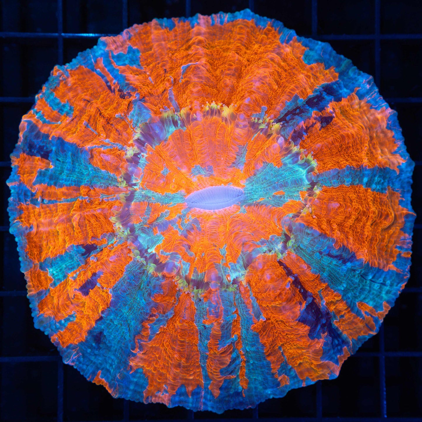 Neon Yellow Tentacle Acanthophyllia