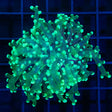 Green Frogspawn Coral Bright