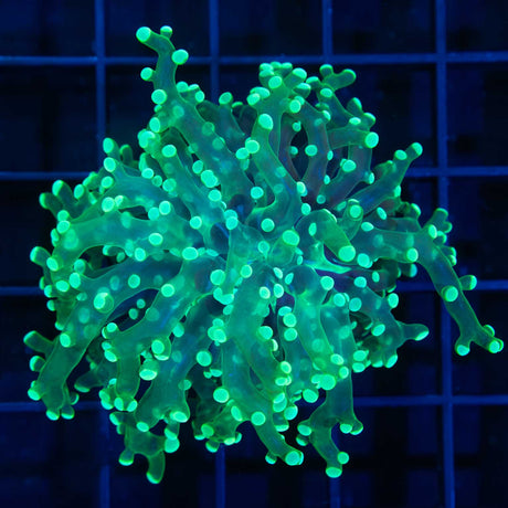 Green Frogspawn Coral Bright