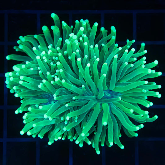 Bright Green Indo Torch Coral Colony (2.5 heads)