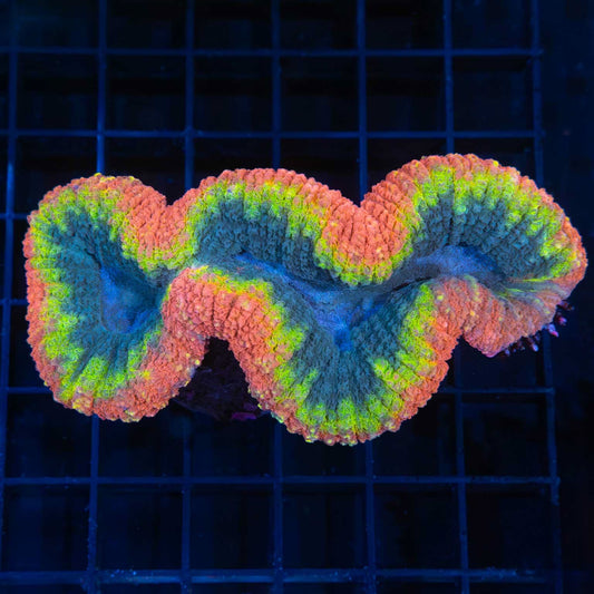 Bright Rainbow Lobophyllia 4"