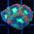 Bright Red Green Purple Acan