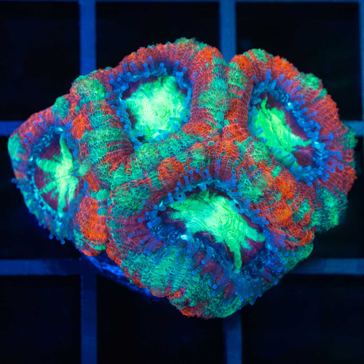 Bright Red Green Purple Acan