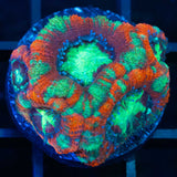 Bright Red Green Purple Acan