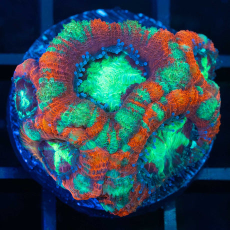 Bright Red Green Purple Acan