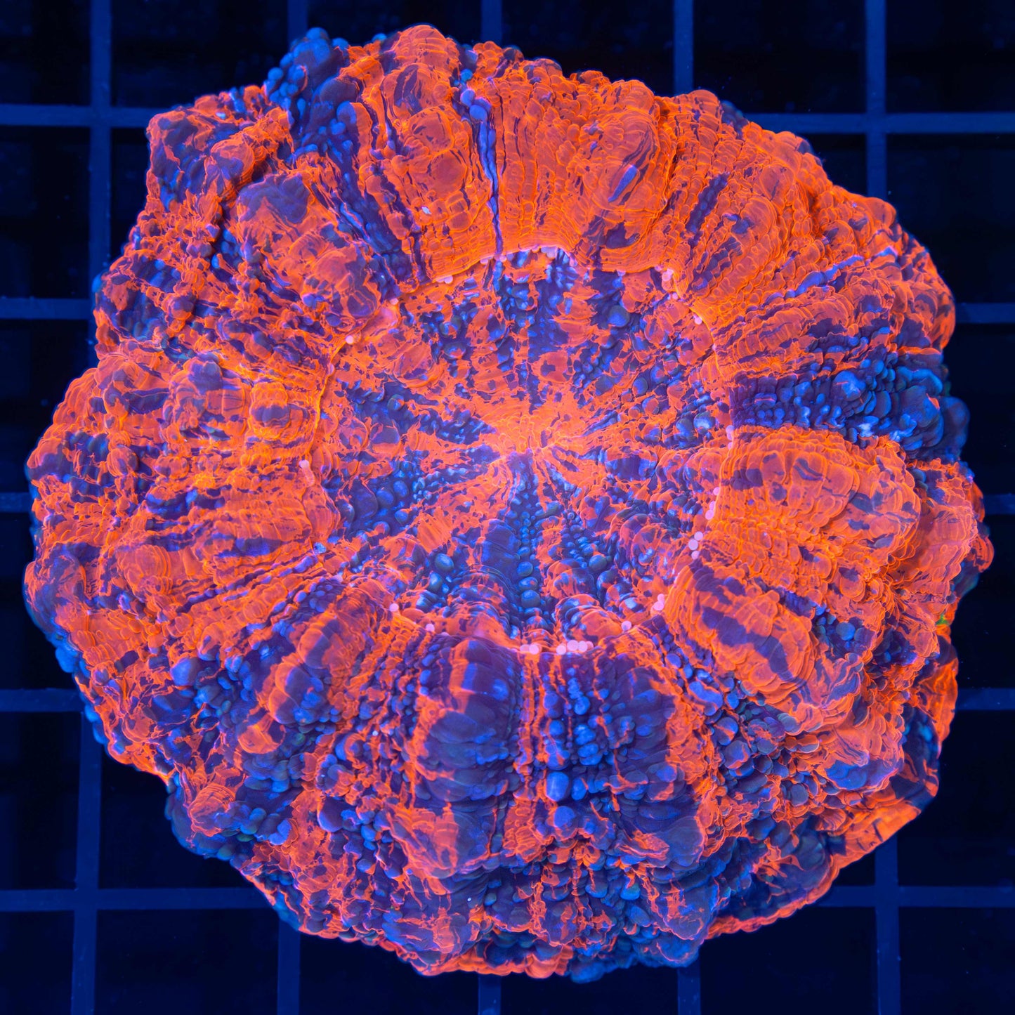 Bright Splatter Acanthophyllia