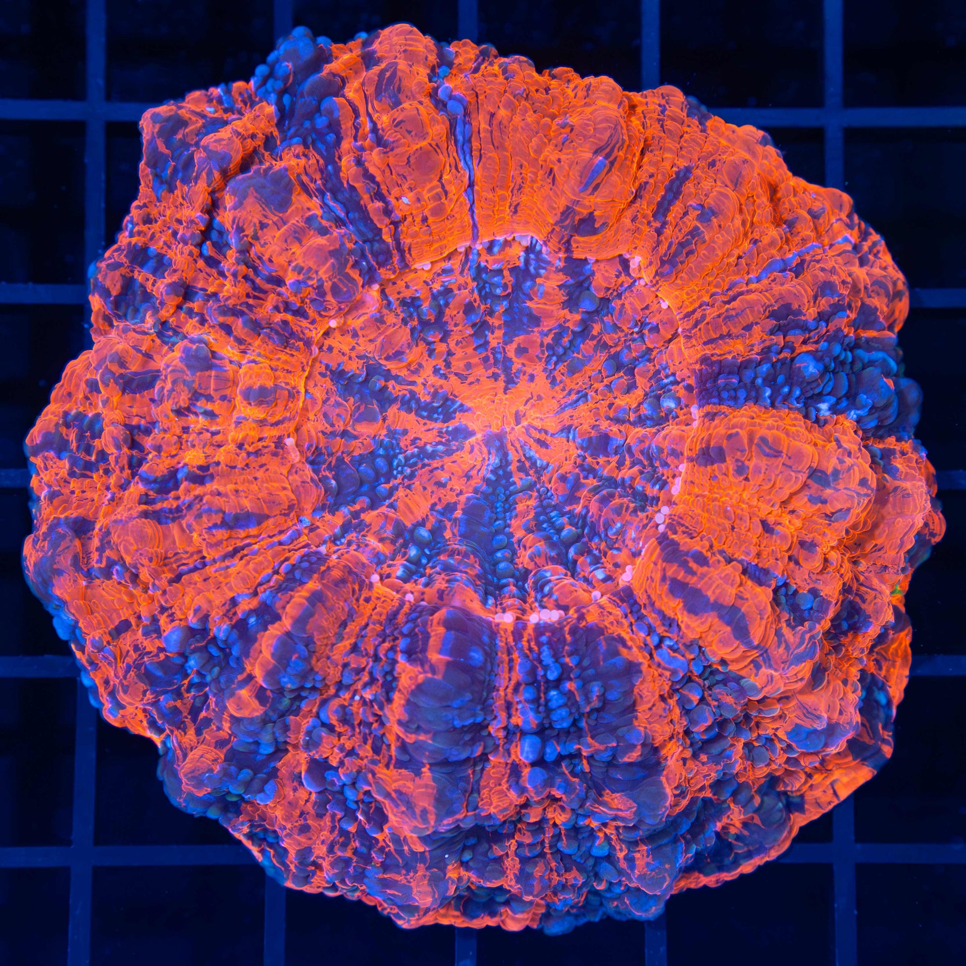 Bright Splatter Acanthophyllia