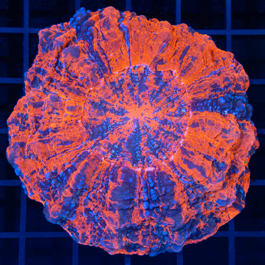 Bright Splatter Acanthophyllia