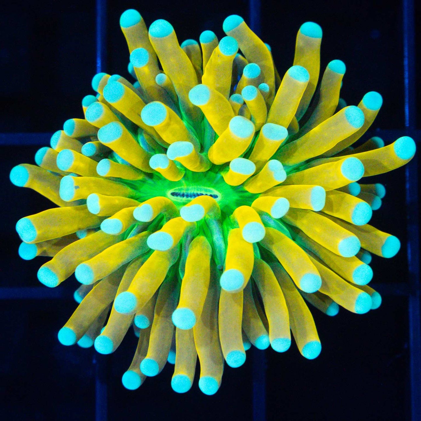 Incredibly Bright Banana Torch Coral (Small)