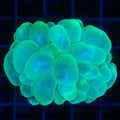 Bubble Coral 1