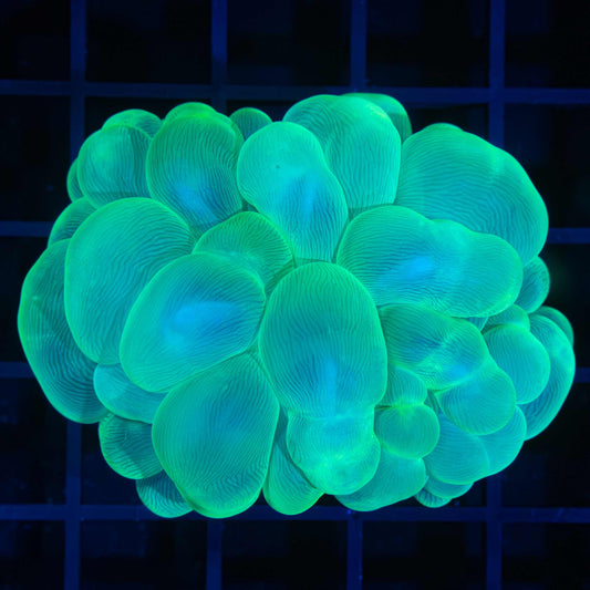 green bubble coral