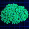 Bubble Coral 2