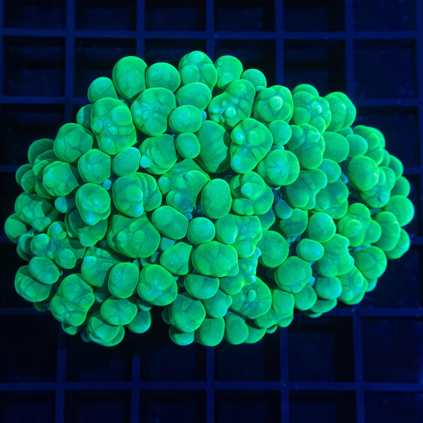 green bubble coral