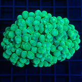 green bubble coral