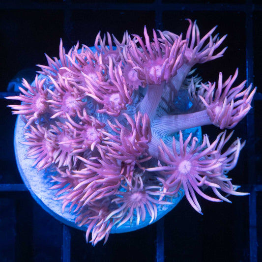 Bubble Gum Goniopora