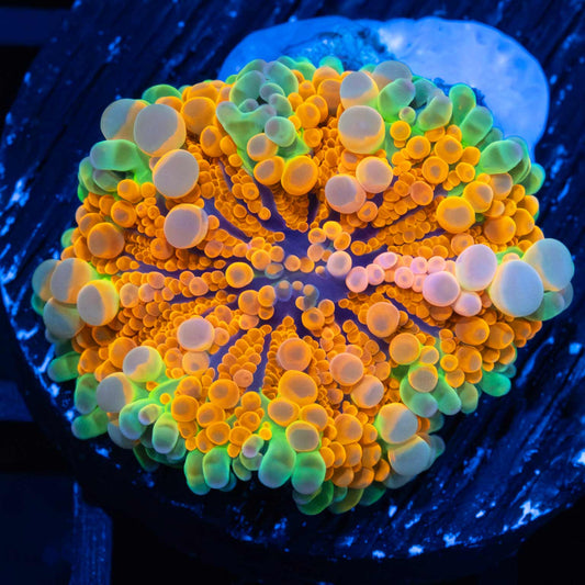 Bubbly Rainbow Yuma (XL Plug)