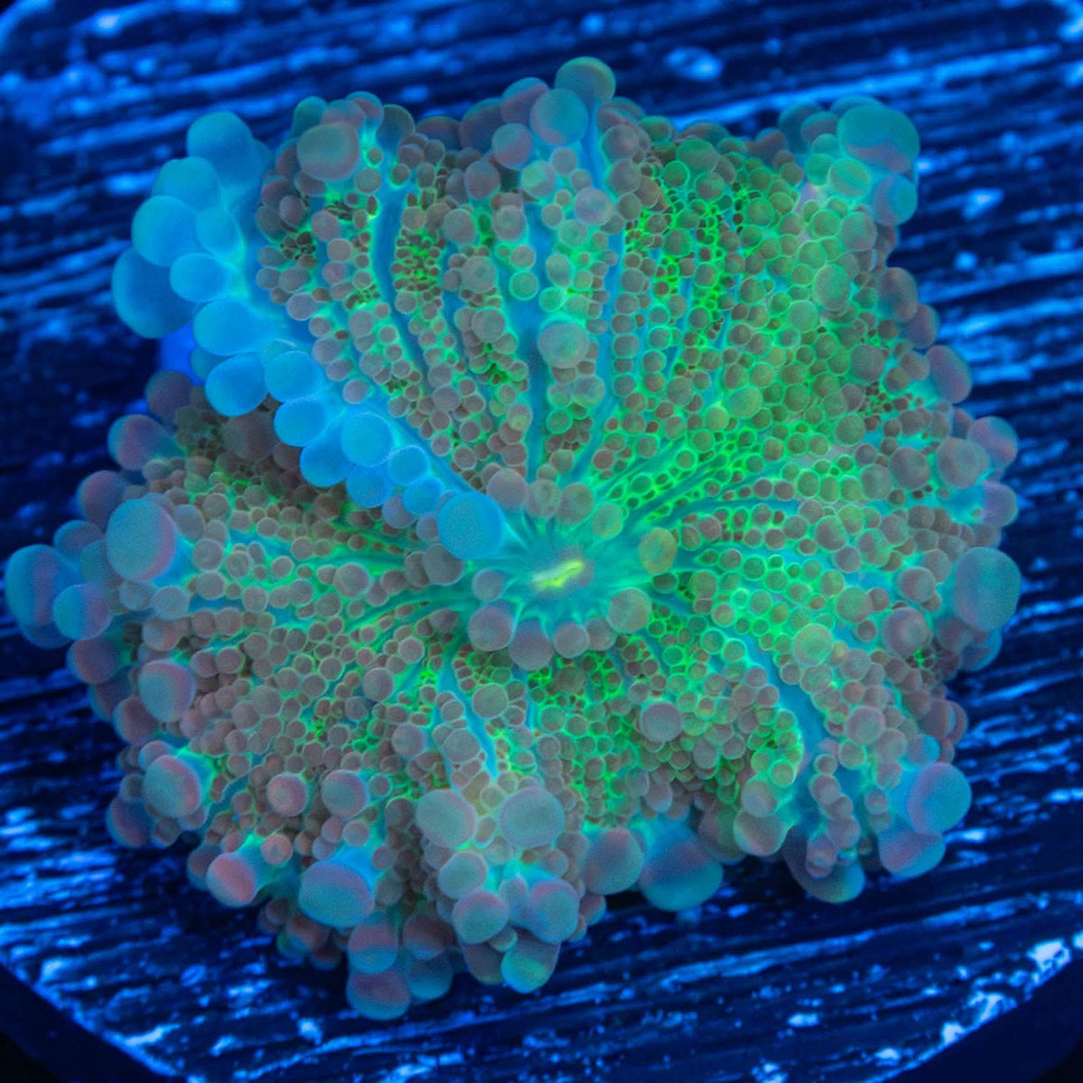 Pastel Bubbly Yuma Mushroom