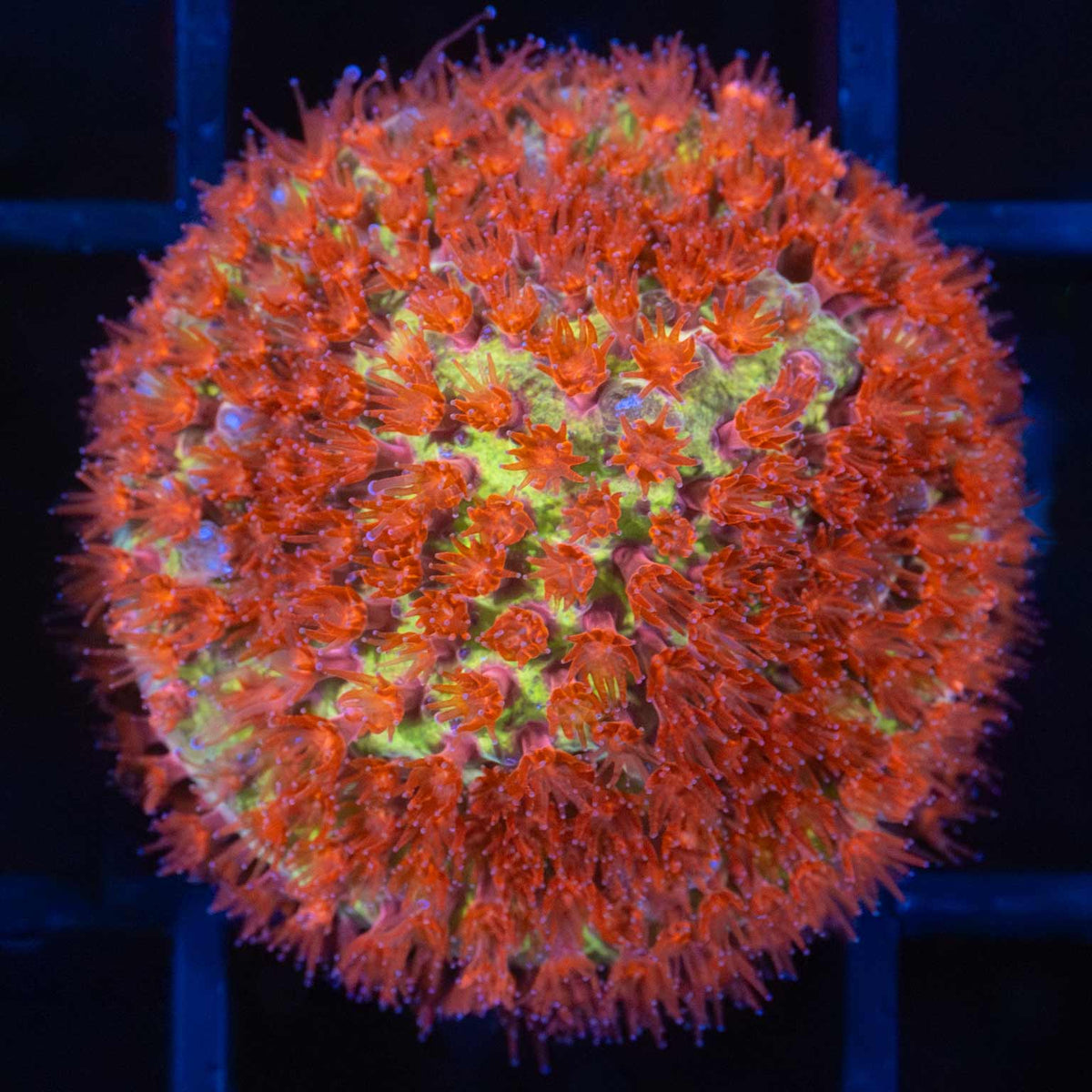 Burning Banana Stylocoeniella