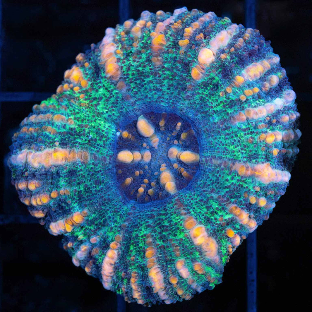 Scoly Coral (Scolymia) for sale Lucky Corals