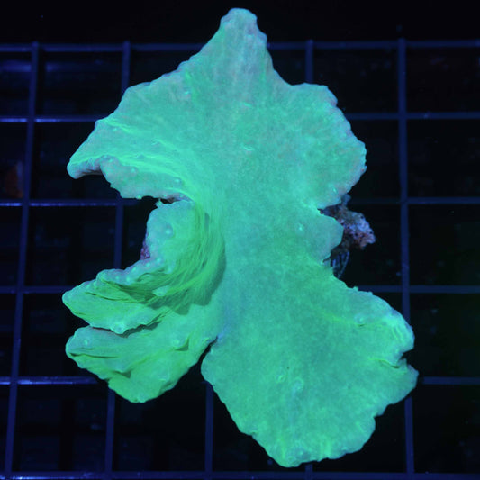 Green Cabbage Leather Coral Colony 3.25"