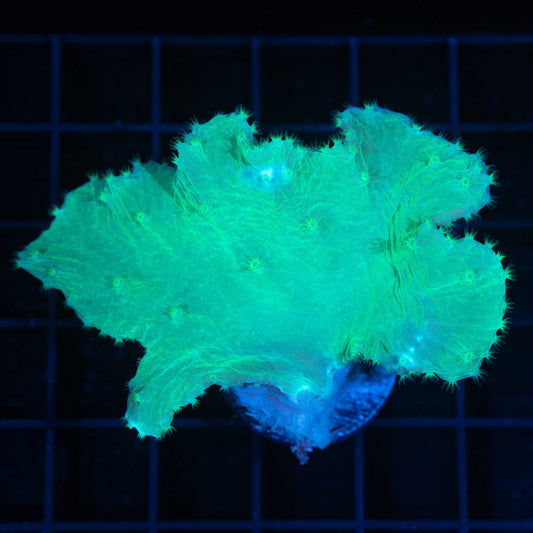 Green Cabbage Leather Coral 3"