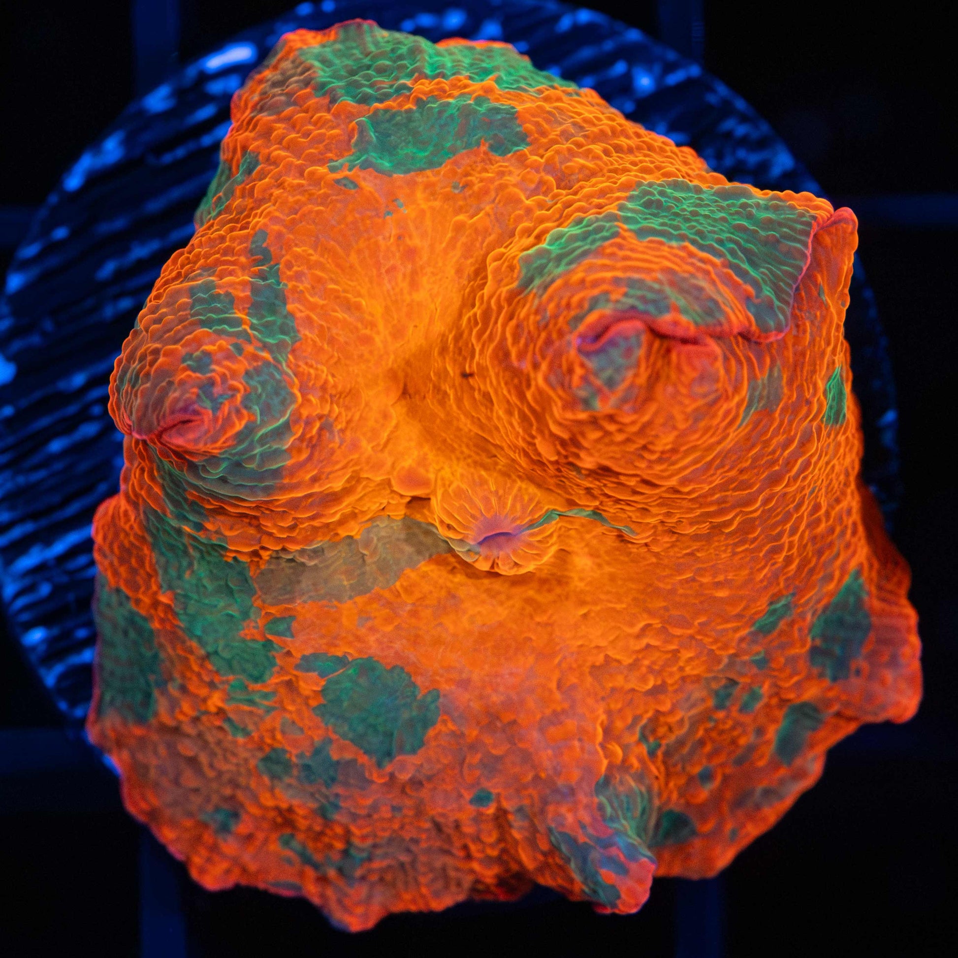 candy crush mushroom coral